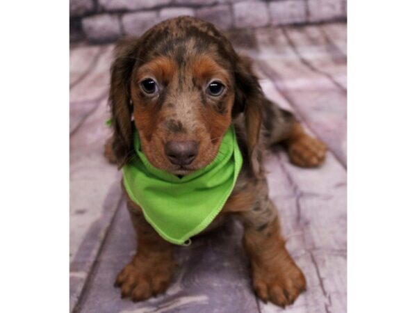 Miniature Dachshund Dog Male Chocolate & Tan Dapple 17696 Petland Wichita, Kansas