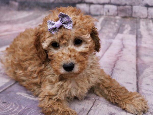 F1B Mini Goldendoodle-Dog-Female-Red-17706-Petland Wichita, Kansas