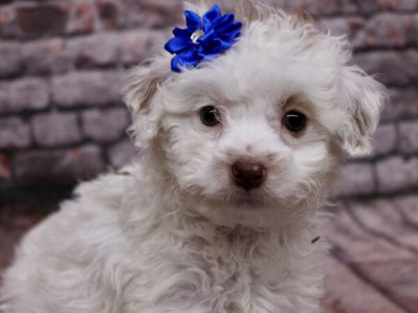 F1B Mini Bernedoodle Dog Female Buff & White 17639 Petland Wichita, Kansas