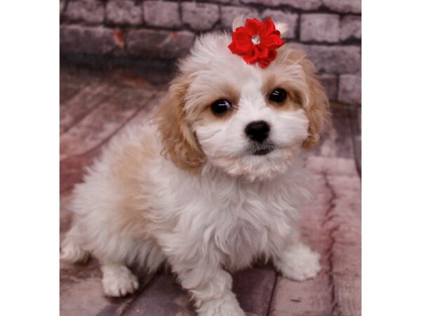 Cavachon Dog Female Blenheim 17644 Petland Wichita, Kansas