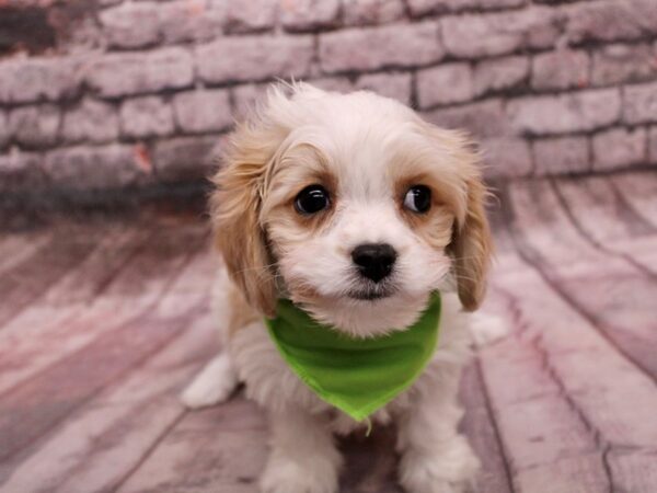 Cavachon Dog Male Blenheim 17648 Petland Wichita, Kansas