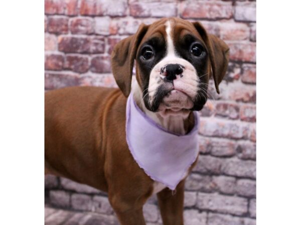 Boxer-Dog-Female-Flashy Mahogany-17663-Petland Wichita, Kansas