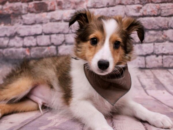 Shetland Sheepdog-Dog-Male-Sable & White-17677-Petland Wichita, Kansas