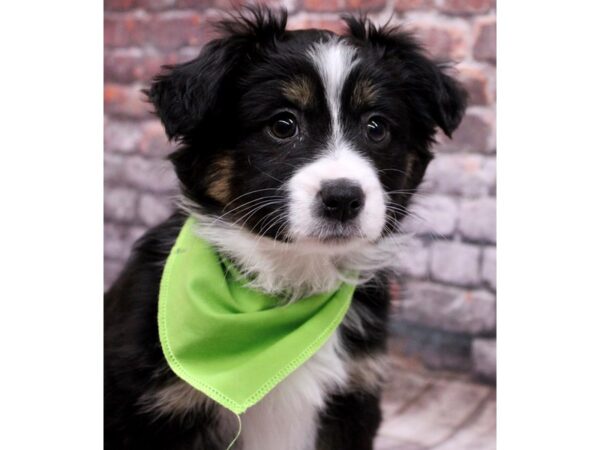 Miniature Australian Shepherd-Dog-Male-Black Tri-17678-Petland Wichita, Kansas