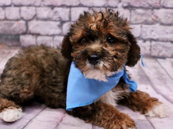 Yorkie Poo-Dog-Male-Red Sable-17672-Petland Wichita, Kansas