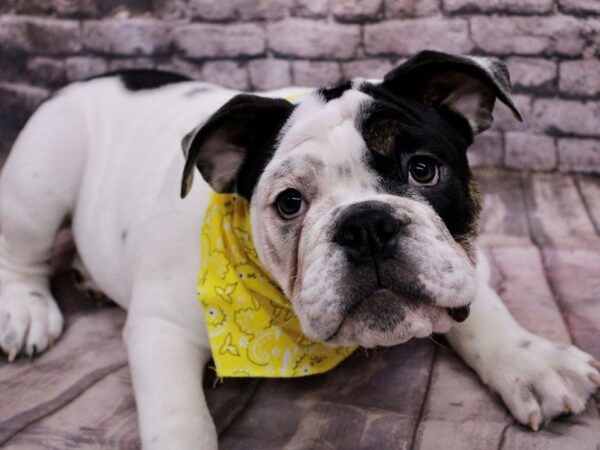 English Bulldog Dog Female Black Tri Piebald 17621 Petland Wichita, Kansas