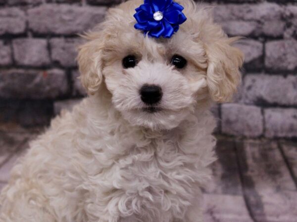 Toy Poodle Dog Female Cream 17689 Petland Wichita, Kansas