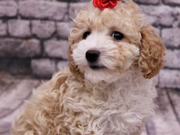 Toy Poodle-Dog-Female-Apricot-17688-Petland Wichita, Kansas