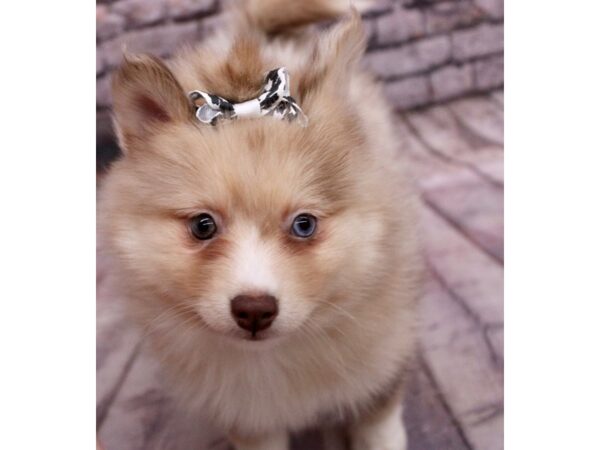 Pomsky-Dog-Female-Red Merle & White-17699-Petland Wichita, Kansas