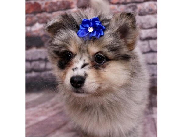 Pomsky Dog Female Chocolate Merle & Tan 17698 Petland Wichita, Kansas