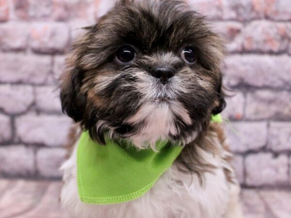 Shih Tzu Dog Female Brindle & White 17695 Petland Wichita, Kansas