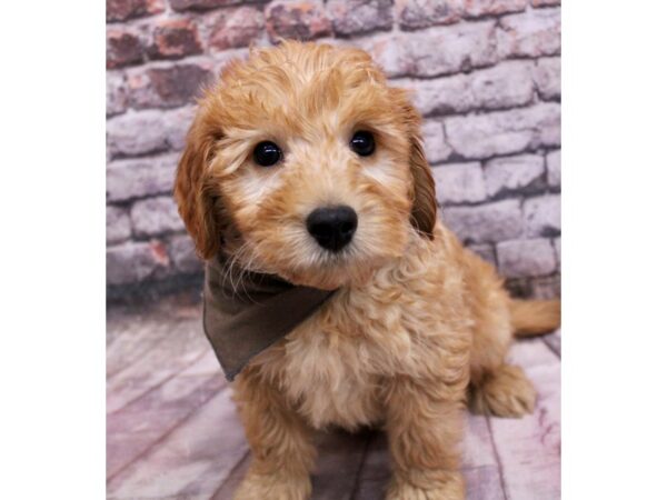 F1B Mini Goldendoodle-Dog-Male-Dark Red-17700-Petland Wichita, Kansas