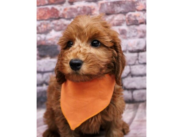 F1B Mini Goldendoodle-Dog-Male-Dark Red-17701-Petland Wichita, Kansas