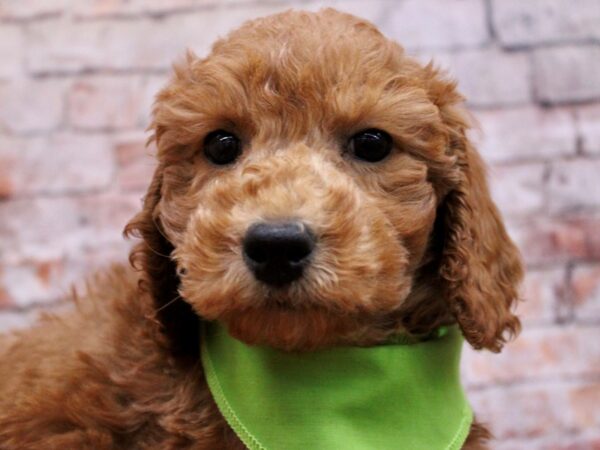 F1B Mini Goldendoodle Dog Male Red 17702 Petland Wichita, Kansas