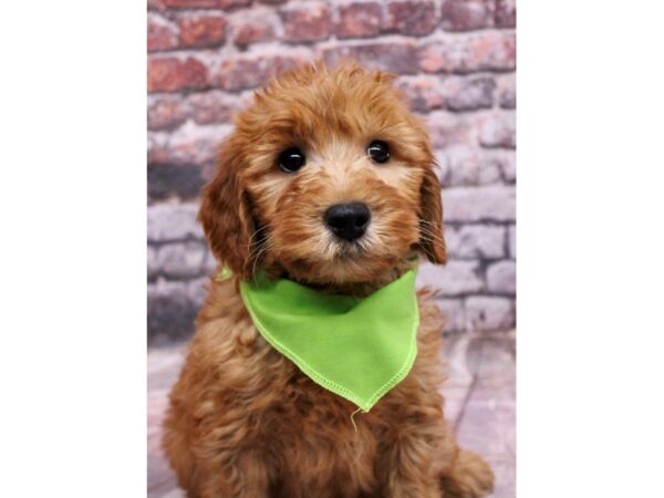 F1B Mini Goldendoodle Dog Male Red 17703 Petland Wichita, Kansas