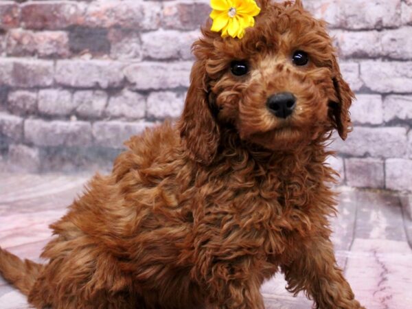 F1B Mini Goldendoodle Dog Female Dark Red 17704 Petland Wichita, Kansas