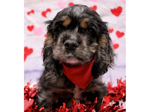 Cocker Spaniel Dog Male Blue Merle White & Tan 17708 Petland Wichita, Kansas