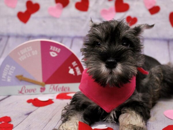 Miniature Schnauzer Dog Female Salt & Pepper 17709 Petland Wichita, Kansas