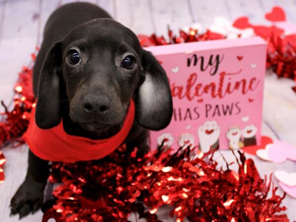 Miniature Dachshund-Dog-Male-Black-17710-Petland Wichita, Kansas