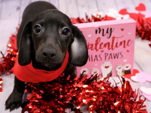 Miniature Dachshund Dog Male Black 17710 Petland Wichita, Kansas