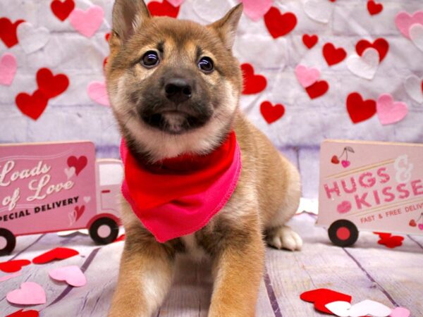 Shiba Inu Dog Female Red Sesame 17714 Petland Wichita, Kansas