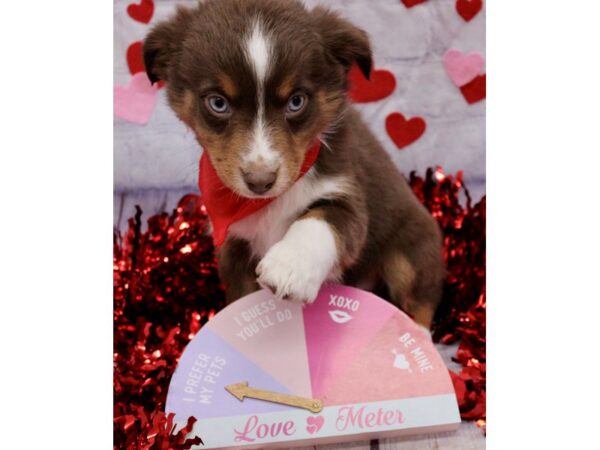 Miniature Australian Shepherd-Dog-Male-Red Tri-17715-Petland Wichita, Kansas