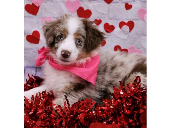 Miniature Australian Shepherd-Dog-Female-Red Merle-17685-Petland Wichita, Kansas