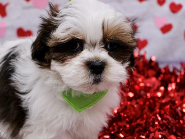 Malshih-Dog-Male-Sable & White-17736-Petland Wichita, Kansas