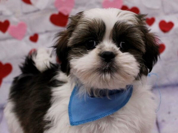 Malshih-Dog-Male-Sable & White-17735-Petland Wichita, Kansas