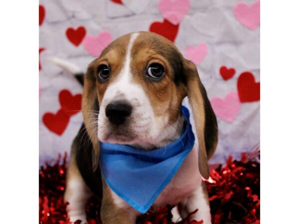 Beagle Dog Male Tri 17732 Petland Wichita, Kansas