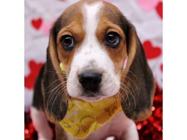 Beagle Dog Female Tri 17730 Petland Wichita, Kansas