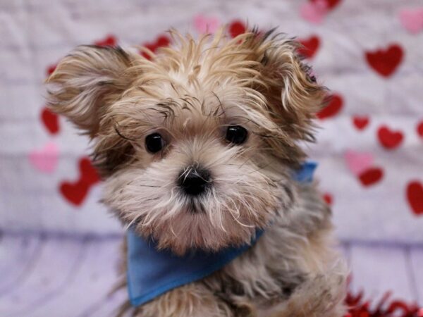 Morkie-Dog-Male-Gold-17725-Petland Wichita, Kansas