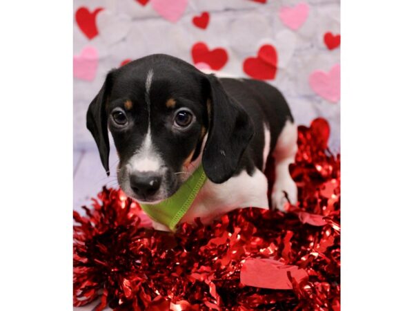 Miniature Dachshund Dog Male Black & Tan Piebald Dapple 17723 Petland Wichita, Kansas