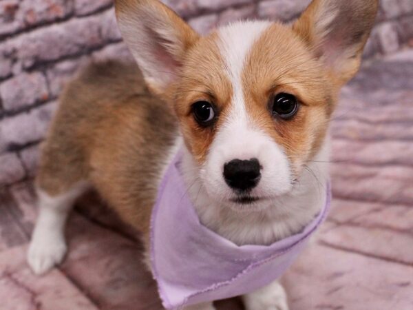 Pembroke Welsh Corgi-Dog-Female-Sable & White-17754-Petland Wichita, Kansas