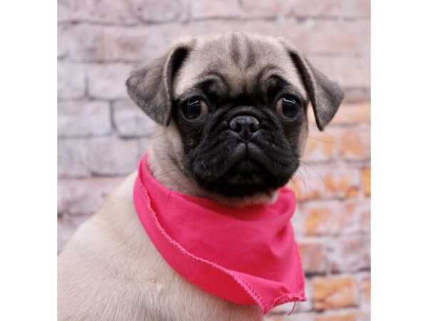 Pug-Dog-Female-Fawn-17749-Petland Wichita, Kansas