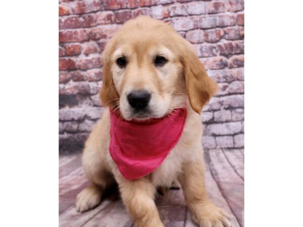 Golden Retriever Dog Female Golden 17748 Petland Wichita, Kansas