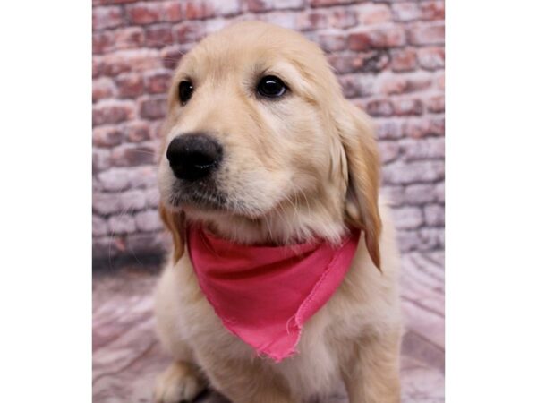 Golden Retriever-Dog-Female-Golden-17747-Petland Wichita, Kansas