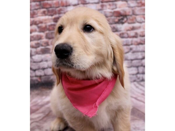 Golden Retriever Dog Female Golden 17747 Petland Wichita, Kansas