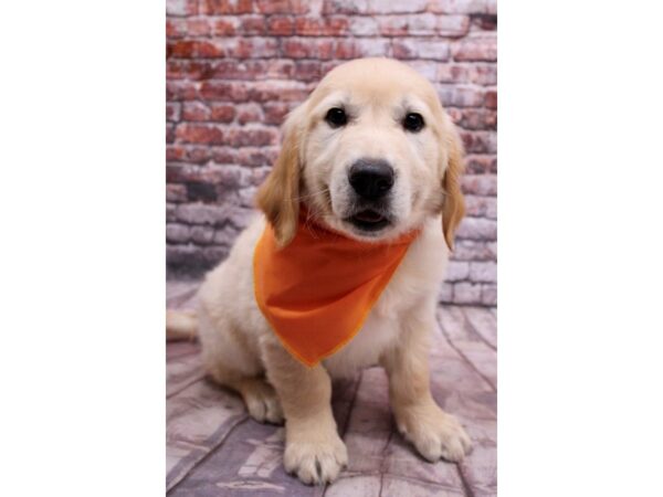 Golden Retriever Dog Male Golden 17746 Petland Wichita, Kansas