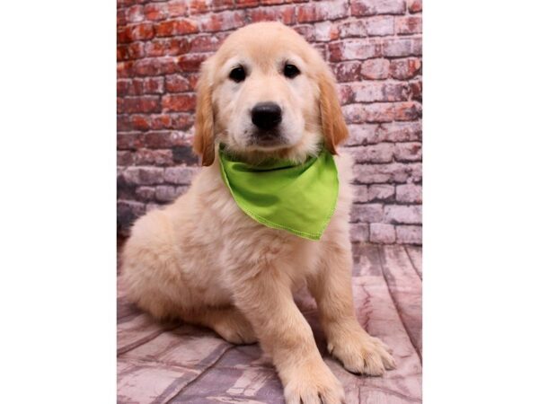 Golden Retriever Dog Male Golden 17745 Petland Wichita, Kansas