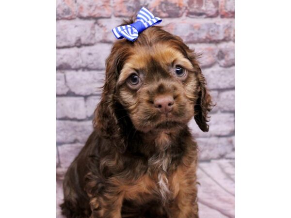 Cocker Spaniel-Dog-Female-Chocolate & Tan-17743-Petland Wichita, Kansas