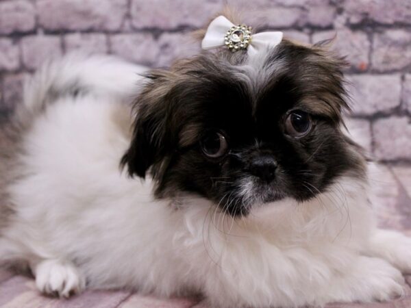 Pekingese Dog Female Tri 17727 Petland Wichita, Kansas