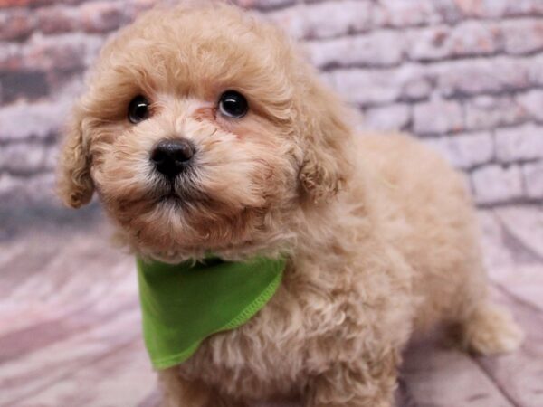 Miniature Poodle Dog Male Apricot 17755 Petland Wichita, Kansas