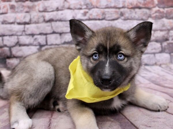 Pomsky Dog Female Sable 17765 Petland Wichita, Kansas