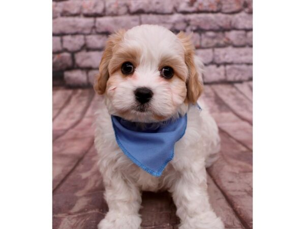 Cavalier King Charles Spaniel-Dog-Male-Blenheim-17768-Petland Wichita, Kansas