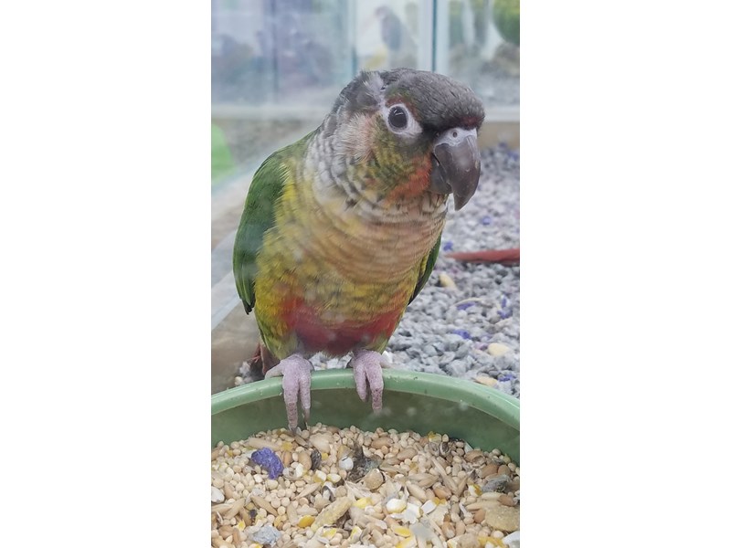 Yellow Sided Green Cheek Conure - 13332 Image #1