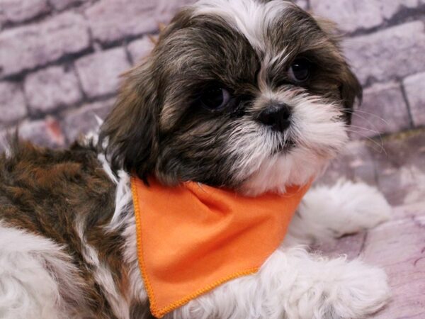 Shih Tzu-Dog-Male-Brindle & White-17694-Petland Wichita, Kansas