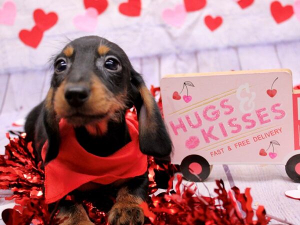 Miniature Dachshund-Dog-Male-Black & Tan-17713-Petland Wichita, Kansas