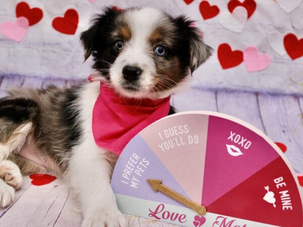 Miniature Australian Shepherd-Dog-Female-Blue Merle-17718-Petland Wichita, Kansas