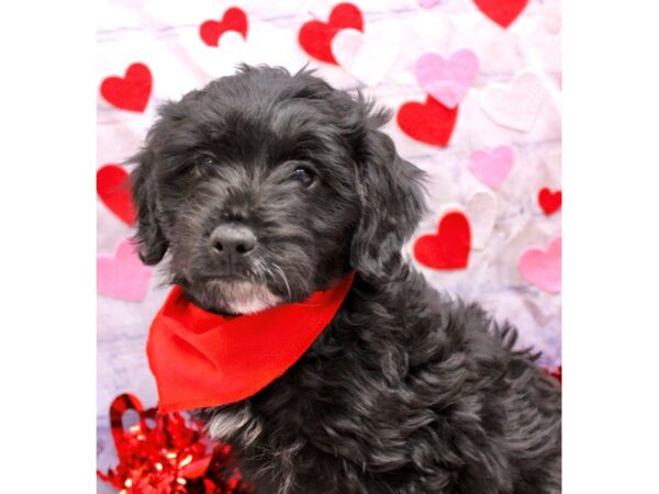 Mini Aussiedoodle Dog Male Black 17719 Petland Wichita, Kansas